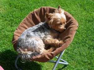 dog friendly holidays at old oaks