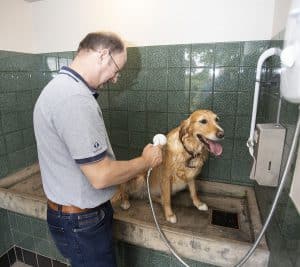 Dog-shower-glastonbury-old-oaks