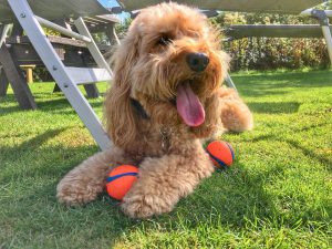 Dog services