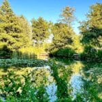 Scenic Lake with Lilies and Trees Peaceful view of a large pond or lake surrounded by mature trees and water lilies, with purple flowers in the foreground and wooden fishing platforms around the edge.