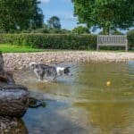 Dog by Pond Border Collie wading into a shallow pond to chase a yellow and red ball, with a wooden bench, hedgerows, and clear skies in the background.